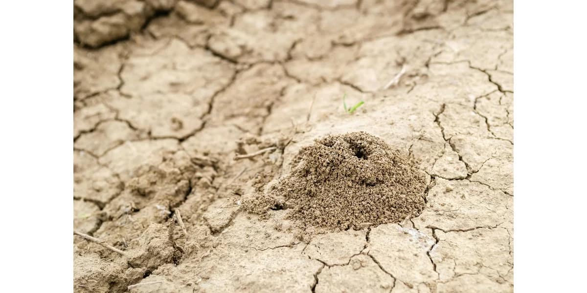 buying a house with termite damage australia | CJC Law