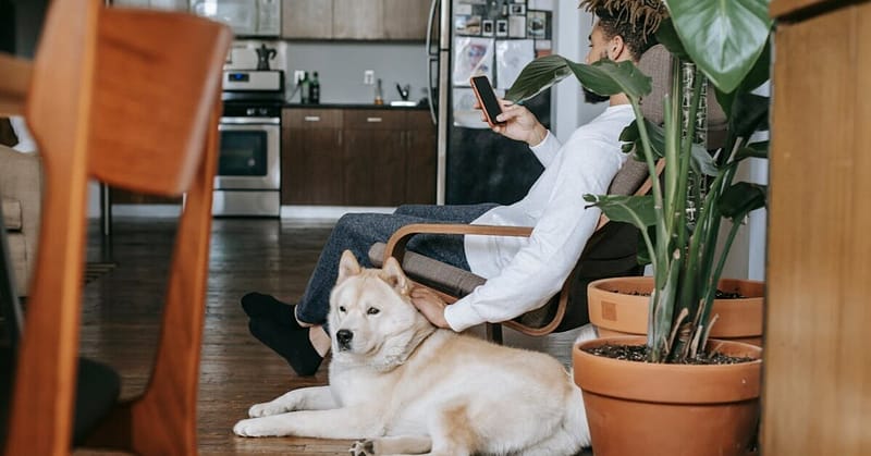 What Is a Companion Animal | Melrose Keys Lawyers