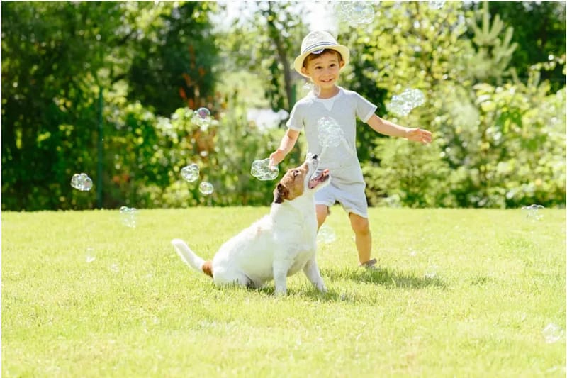 child playing with a dog blowing bubbles